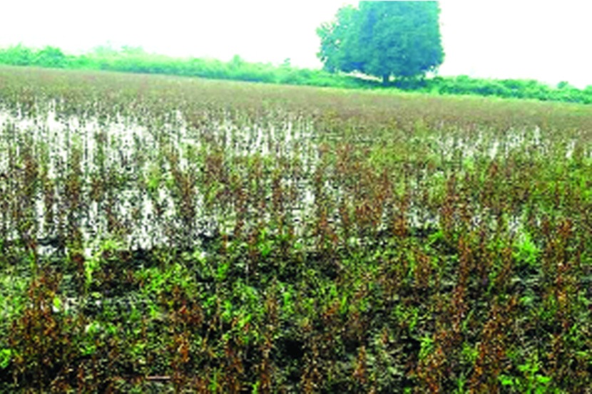 विदर्भात संत्री, कापूस, सोयाबीन, धान मातीमोल