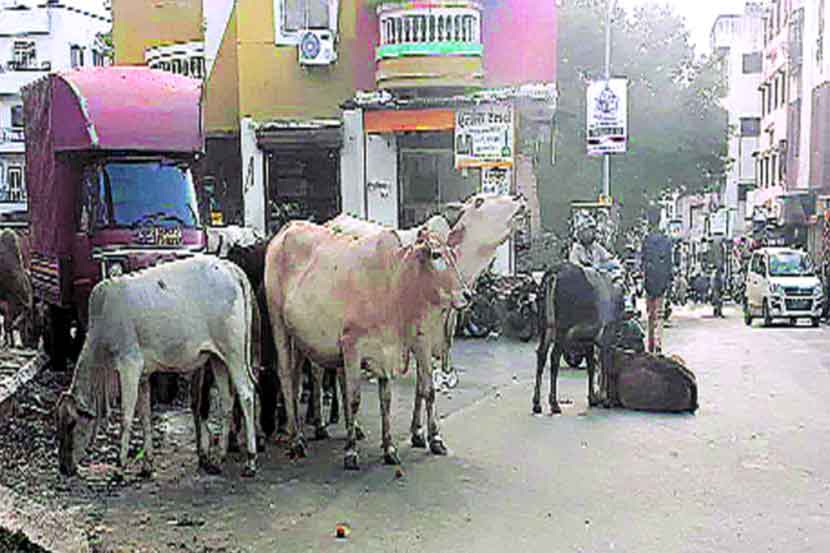 पिंपरी-चिंचवड शहरात रस्त्यावर जागोजागी अशाप्रकारे जनावरे मोकाट फिरताना दिसून येतात.