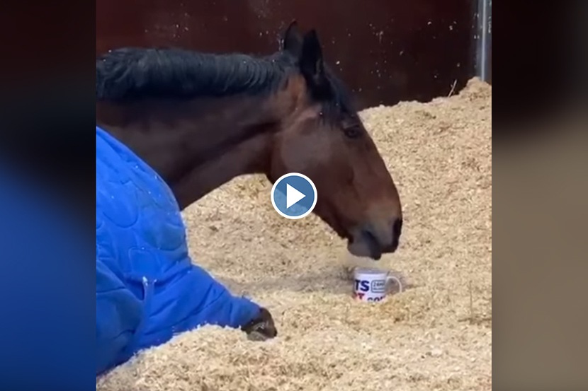 Video : वाचावं ते नवलंच! या घोड्याला लागतो ‘मॉर्निंग टी’