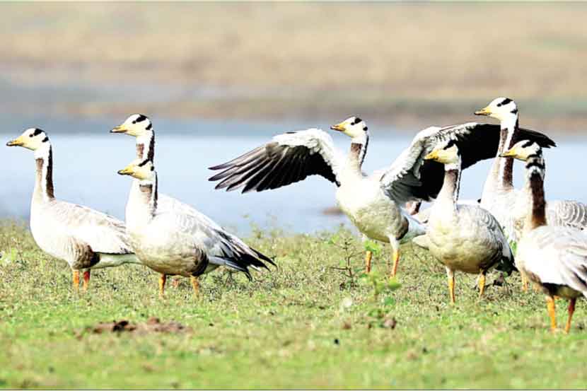 स्थलांतरित पक्ष्यांचे आगमन तब्बल महिनाभर उशिराने