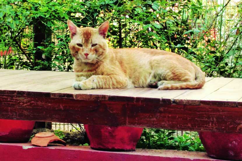 मोकाट मांजरांचे महिनाभरात निर्बीजीकरण