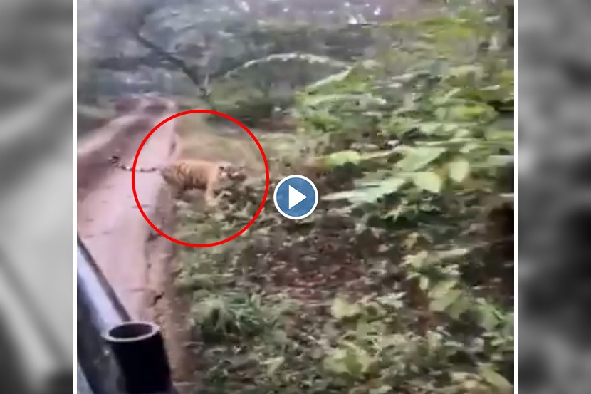 ‘रणथंबोर’मधील थरार; जेव्हा वाघ पर्यटकांच्या गाडीचा पाठलाग करतो