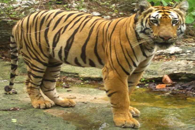 टिपेश्वर अभयारण्यातील ‘टी१-सी१’ वाघाची सफर; पाच महिन्यात १३०० किमी प्रवास