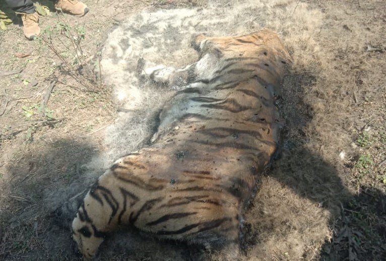 अमानुषतेचा कळस : वाघाला मारून डोके आणि चारही पंजे तोडून नेले