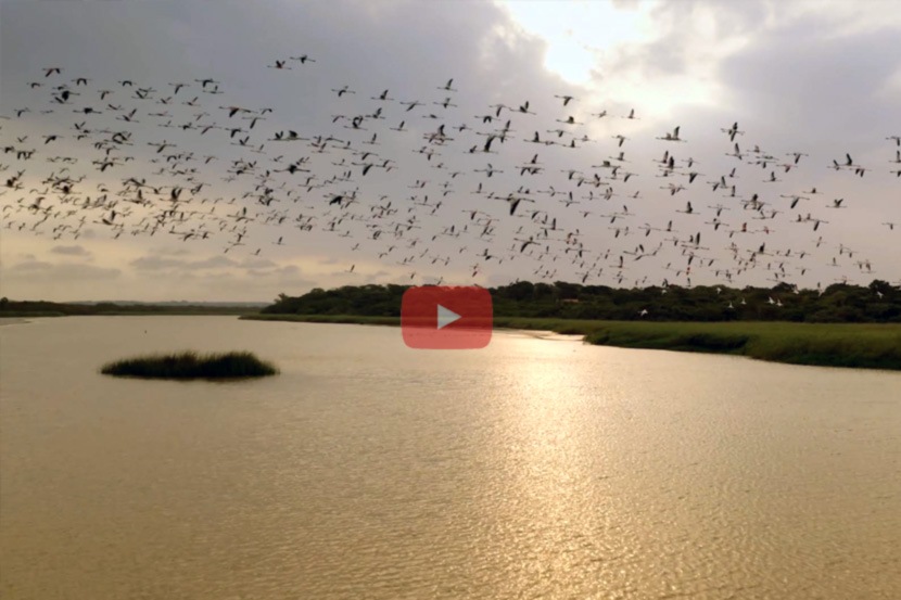 Video: भिगवण पक्षी अभयारण्याचे सौंदर्य पाहून थक्क व्हाल