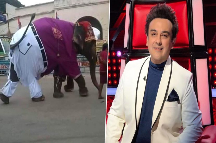 अदनानने शेअर केला पँट-शर्ट घातलेल्या हत्तीचा फोटो, म्हणाला…’माझे जुने कपडे’