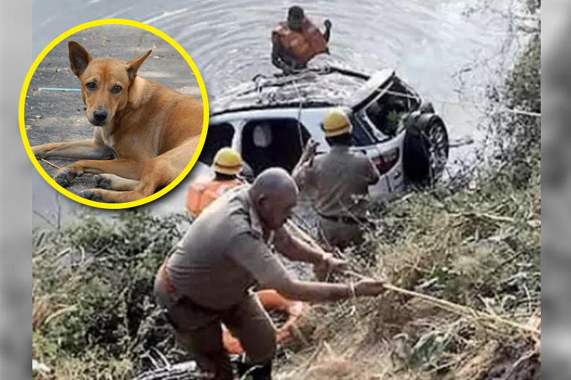 भटक्या कुत्र्याला वाचवताना चार मित्रांचा जीव गेला, SUV चा भीषण अपघात