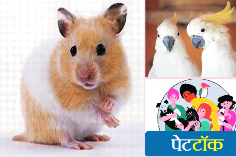 पेटटॉक : कमी खर्चाचे प्राणी