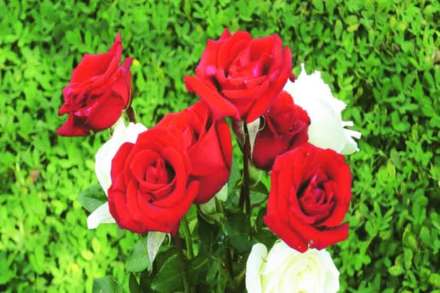 शहर शेती : सुंदर- मनमोहक गुलाब