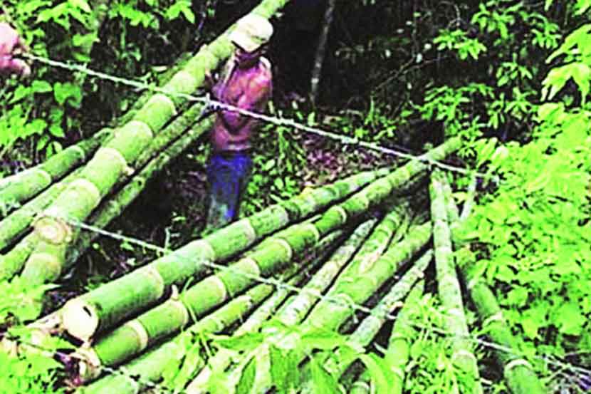 बांबू प्रकल्प फसणार!