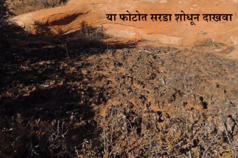 सरडा शोधून दाखवाच