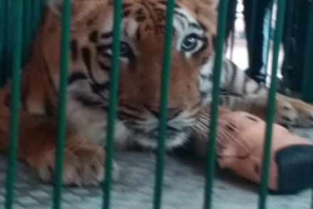 नागपूर : साहेबराव वाघाला कृत्रिम पंजा बसवण्यात अपयश