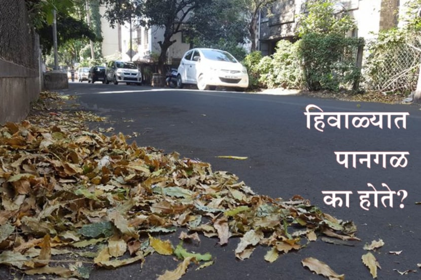 trees shed their leaves