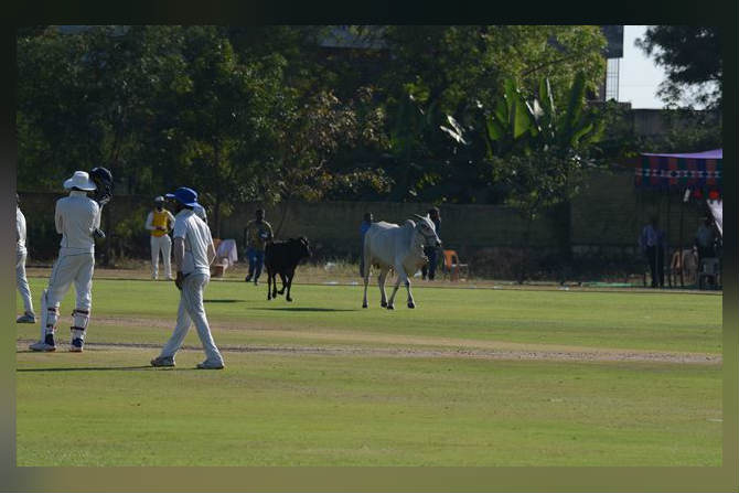 Ranji Trophy : …आणि सामना सुरु असताना थेट मैदानात शिरली गाय