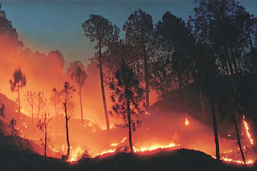 राज्यात ४ लाख हेक्टर्स जंगल आगीत खाक