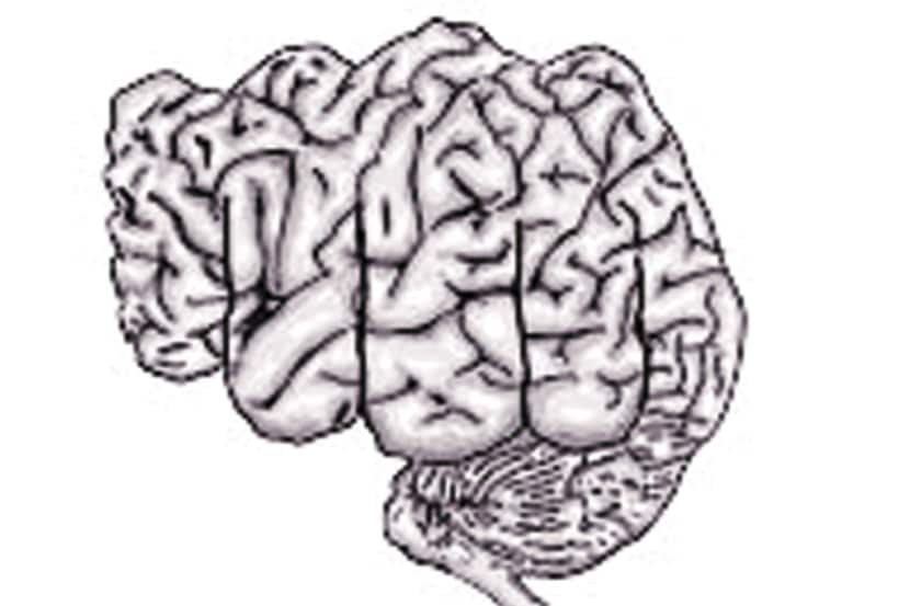 मनोवेध : मेंदूतील भाग