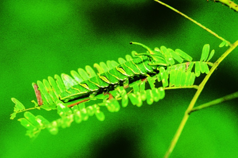 फुलपाखरू आणि त्याचे हितशत्रू 