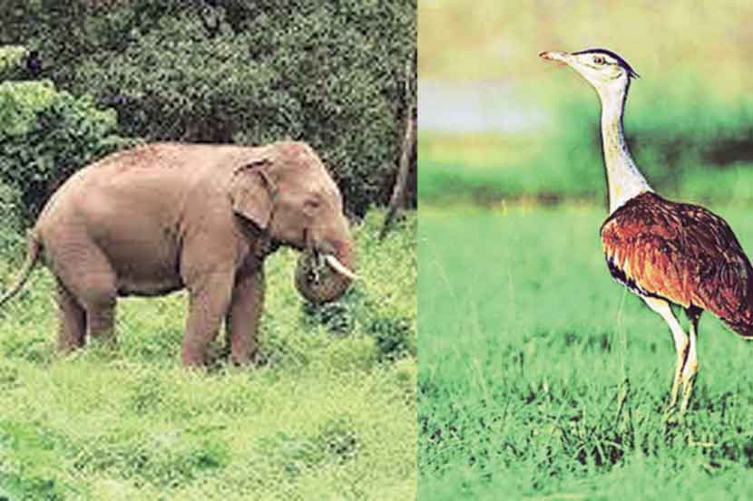 स्थलांतरित प्रजातींमध्ये आशियाई हत्ती, माळढोकच्या समावेशाचा प्रस्ताव
