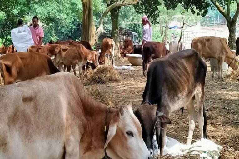 पशुपालकांसाठी ओळखपत्र देण्याचा महत्त्वाचा निर्णय, संचारबंदीमुळे होते अचडणीत