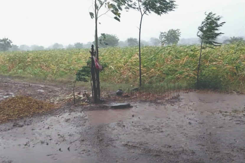 अमरावती जिल्ह्यत वादळी पावसाचे थैमान