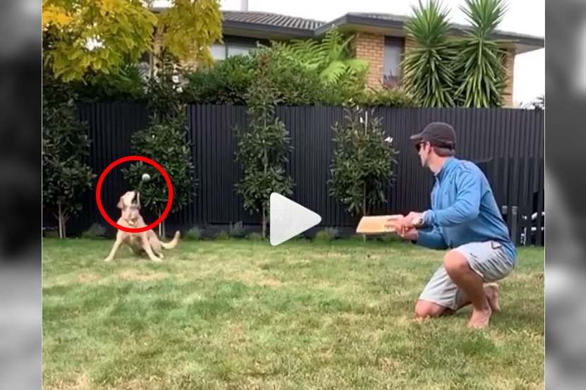 Video : विल्यमसनचा कुत्राही आहे ‘सुपर-फिल्डर’; घेतला अप्रतिम झेल