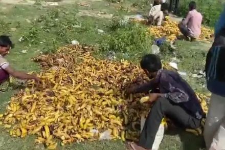 दुर्दैवी! पोट भरण्यासाठी मजुरांवर स्मशानाबाहेर कचऱ्यात फेकलेली केळी खाण्याची वेळ