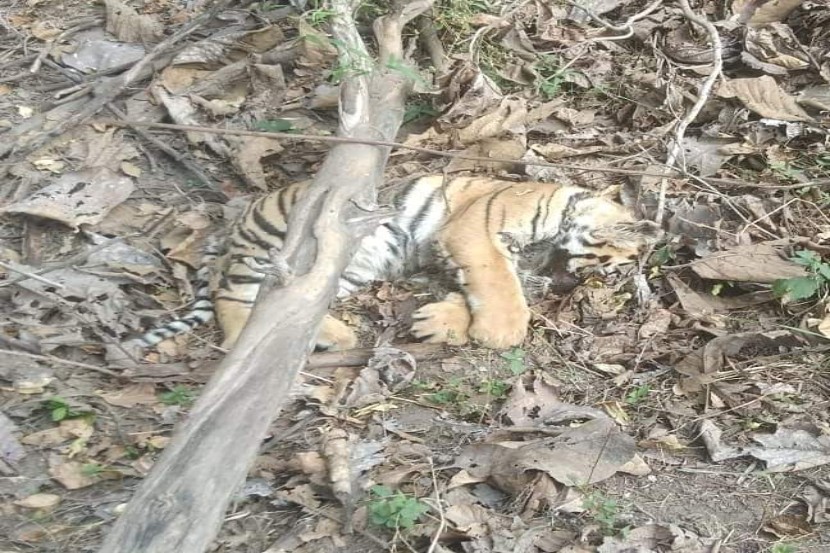 पेंच व्याघ्र प्रकल्पाजवळच्या सलामा क्षेत्रात आढळला वाघाचा मृतदेह