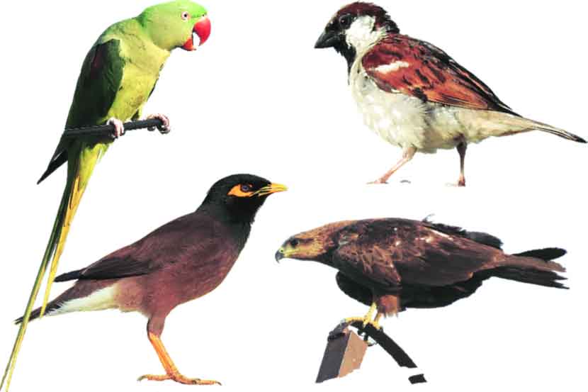 टाळेबंदीत शहरात पक्षी निरीक्षणाची पर्वणी