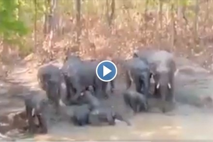 Video : हत्तीच्या पिल्लांची ‘पूल पार्टी’… पाहा आंघोळ करतानाचा धमाल व्हिडीओ