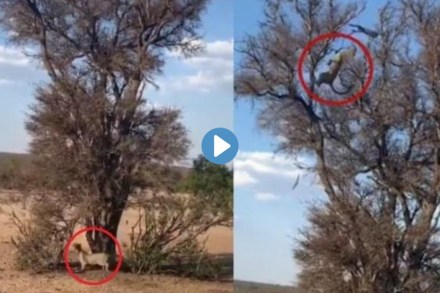 Viral Video Leopard Backflip To Capture Monkey