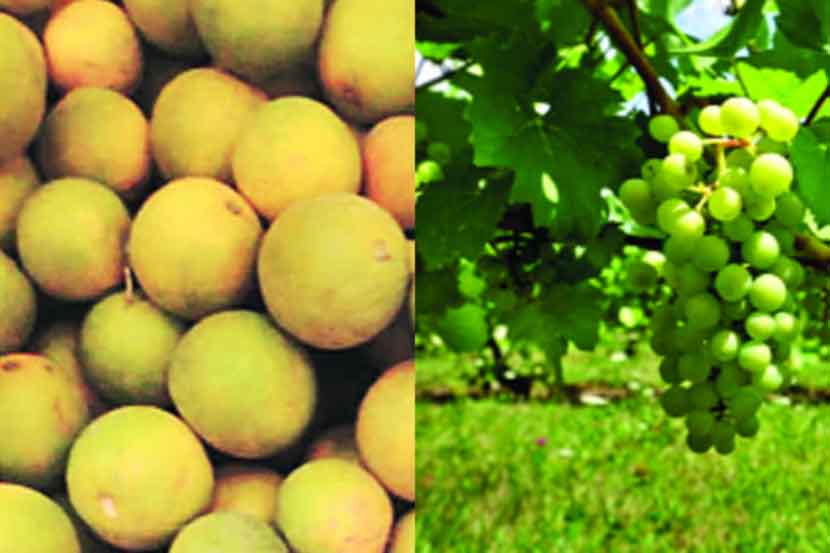 जालना जिल्ह्य़ातील मोसंबी, द्राक्ष उत्पादकांची परवड