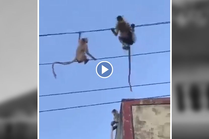 Viral Video : पिल्लाचा जीव वाचवण्यासाठी माकडिणीची ‘तारेवरची कसरत’
