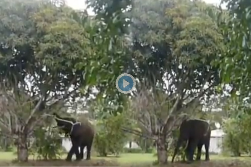 Viral Video: हत्तीलाही आवरला नाही आंब्याचा मोह; सोंडेने झाड हलवले अन्…