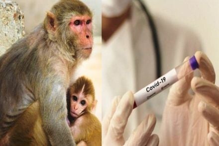 चाचणी होण्याआधीच माकडांनी पळवले करोना रुग्णांचे नमुने, स्थानिकांमध्ये संसर्ग पसरण्याची भीती