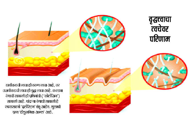 अतिनील किरणं, प्रदूषण, मानसिक ताण आणि अयोग्य आहार यामुळे आपल्या शरीरातील पेशींच्या आत ‘फ्री रॅडिकल्स’ बनतात.