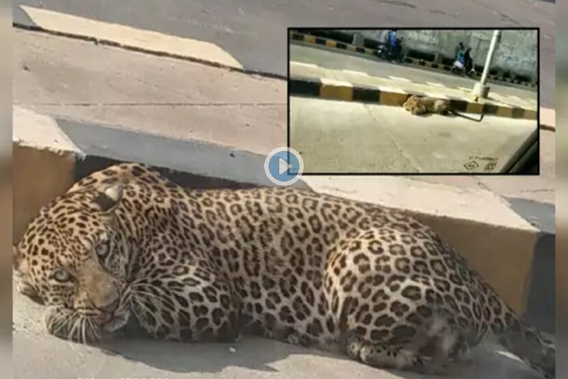 Viral Video: राष्ट्रीय महामार्गावर आराम करणारा बिबट्या पाहण्यासाठी बघ्यांची गर्दी