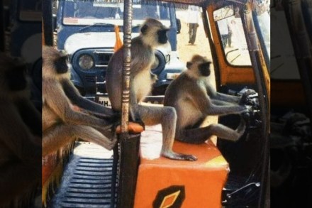निलेश राणेंनी पोस्ट केलेला फोटो