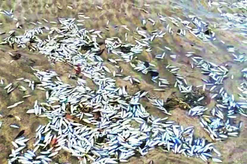 दांडी-नवापूर खाडीत हजारो मासे मृत