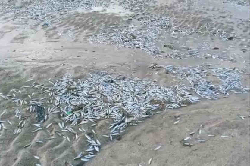 पालघर : येथील दांडी नवापूर खाडीत हजारो मासे मृतावस्थेत आढळले.