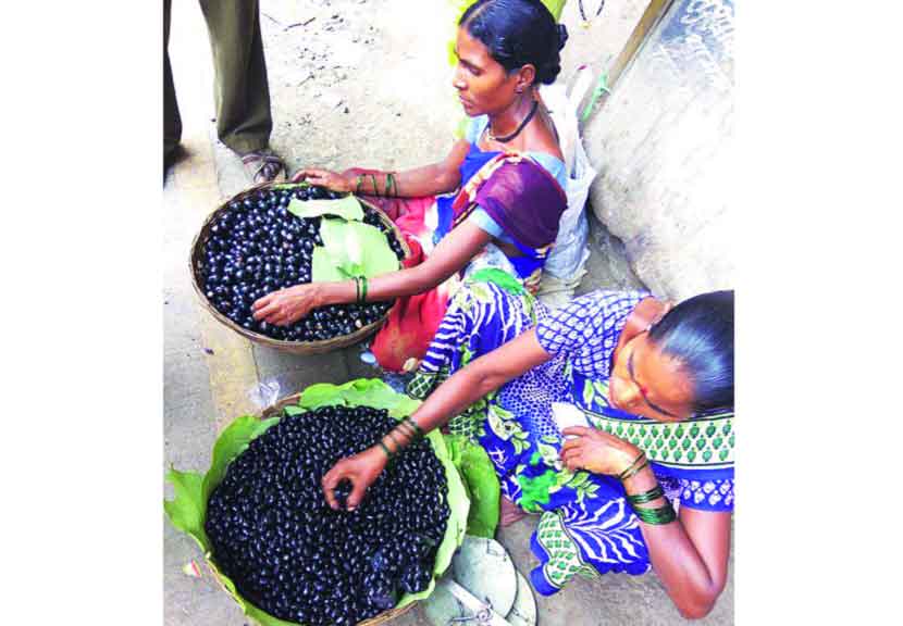 बदलापूरची जांभळं पिकली झाडावरती..