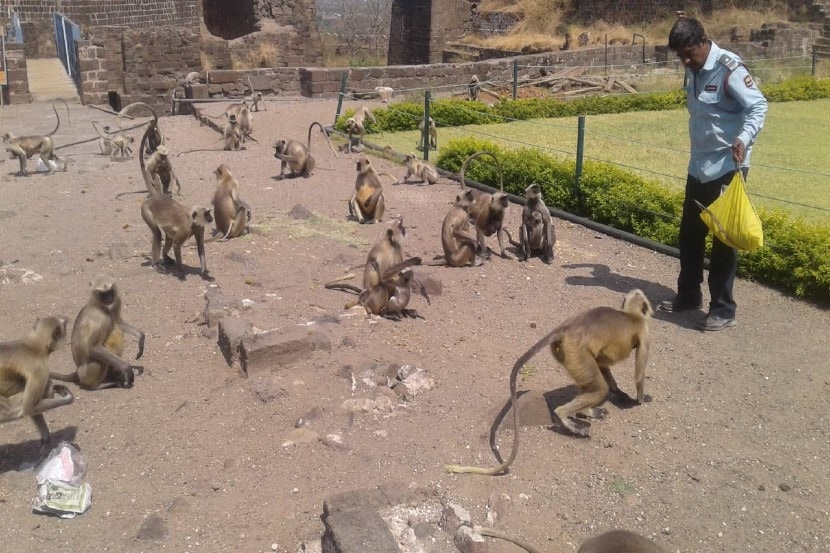 दौलताबादच्या किल्ल्यावरील माकडांना जगवताहेत सुरक्षा रक्षक