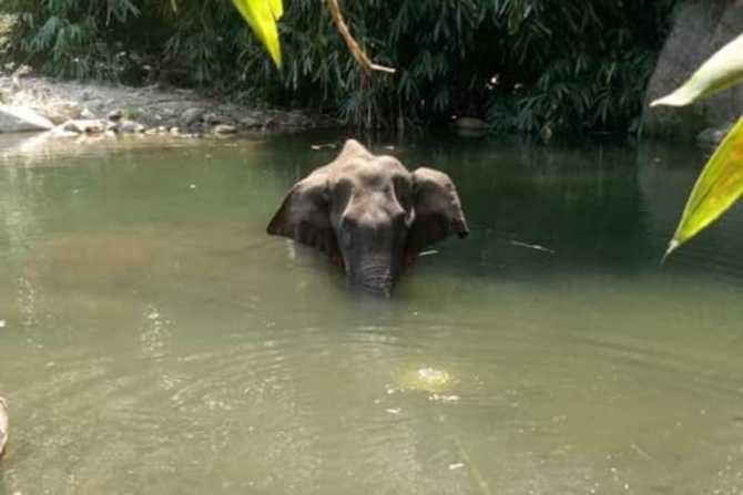 केरळ : हत्तीणीच्या मारेकऱ्यांचा शोध सुरु, फटाक्यांनी भरलेलं फळ खायला दिल्याने झाला होता मृत्यू