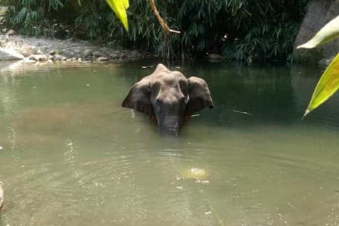 Video : …म्हणून हत्ती वाचवलाच गेला पाहिजे, सांगतायत अभ्यासक आनंद शिंदे