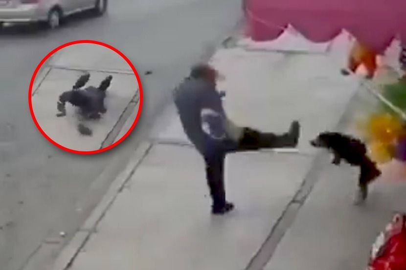 Viral Video : भुंकणाऱ्या कुत्र्याला रागाच्या भरात लाथ मारायला गेला अन्…