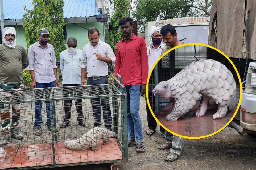 यवतमाळ : आर्णी येथे आढळलं दुर्मीळ खवल्या मांजर