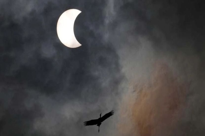 In this photo below, a bird flies during the solar eclipse in Bangkok, Thailand December 26, 2019. (Image: REUTERS)

