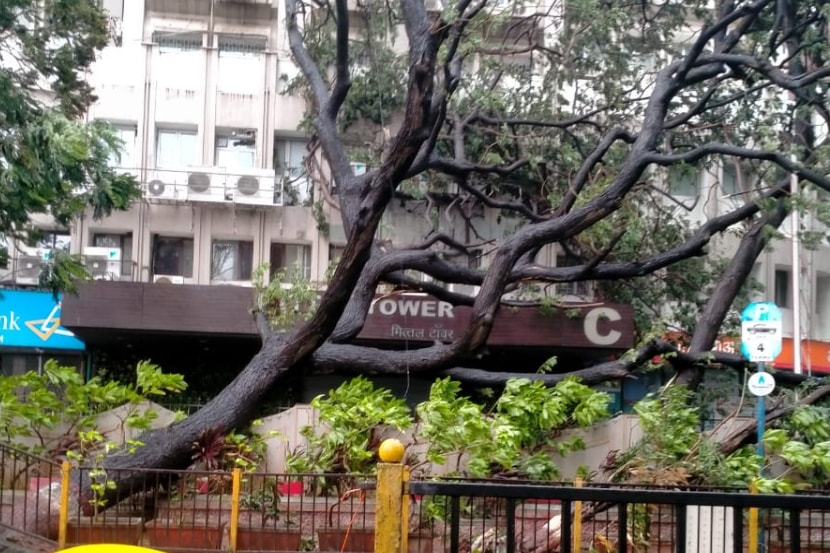 Cyclone Nisarga: मुंबईमधील विधानभवन परिसरात झाडे पडली; रस्त्यांवर फांद्या, लाकडांचा खच