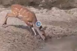 Viral Video: पाणी पिणाऱ्या हरिणावर मगरीने केला हल्ला अन् त्याच क्षणी…