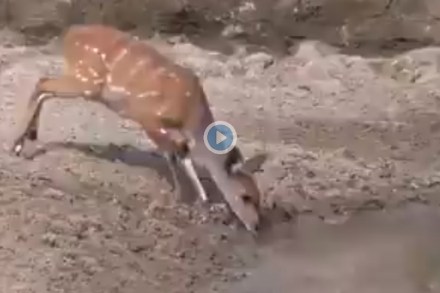 Viral Video: पाणी पिणाऱ्या हरिणावर मगरीने केला हल्ला अन् त्याच क्षणी…