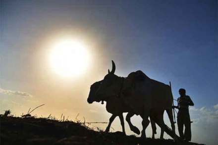 क.. कमॉडिटीचा : शेतमाल व्यापार अध्यादेश.. शेतकऱ्यांनाही ‘वर्क फ्रॉम होम’ संधी